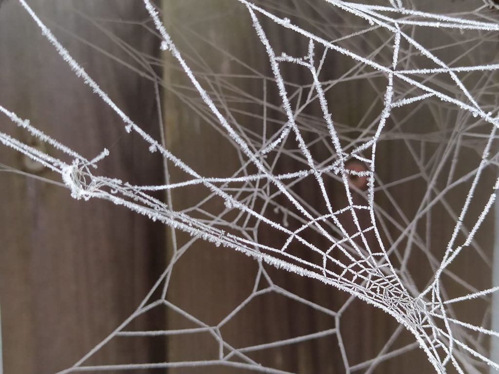 Spinnennetz - gut vernetzt?